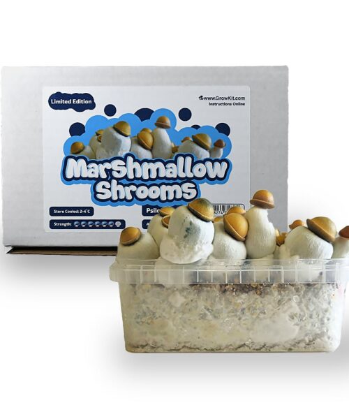 Marshmallow Shrooms Growkit