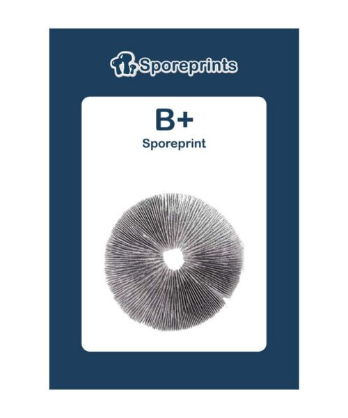 Alternatieve kijk op B+ Sporeprint