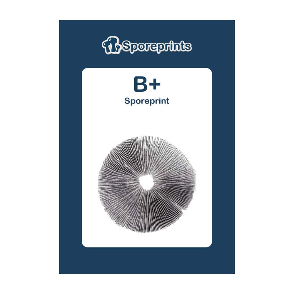 B+ Sporeprint - Afbeelding 2