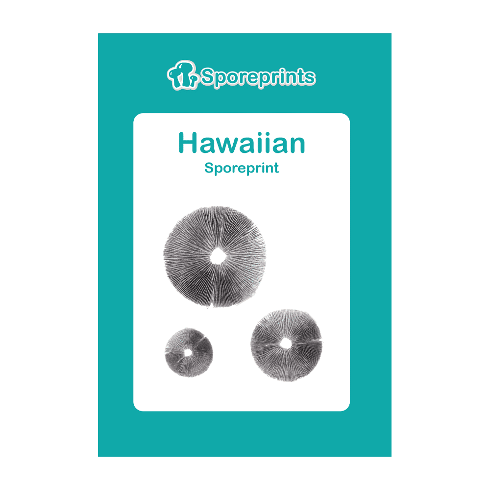 Hawaiian Sporeprint - Afbeelding 2