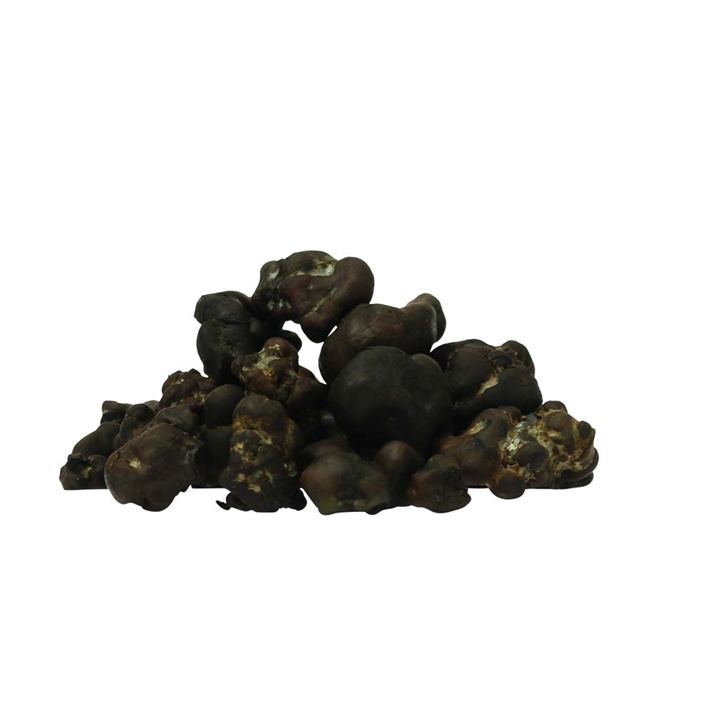 Tampanensis Magic Truffels - Afbeelding 10