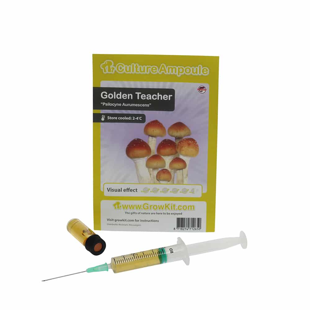 Golden Teacher Sporenspuit (Psilocybe Aurumescens) - Afbeelding 6