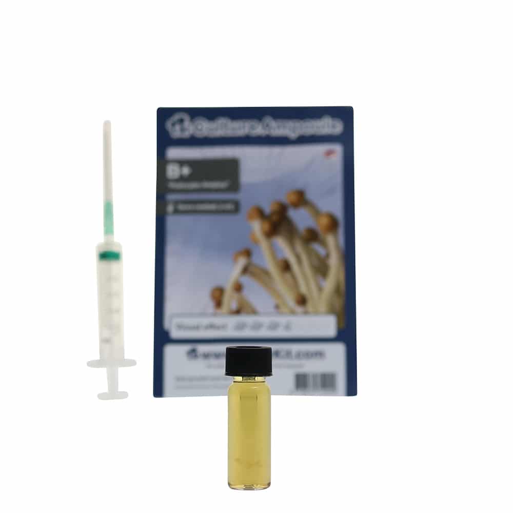 B+ Sporenspuit (Psilocybe Amplus) - Afbeelding 7