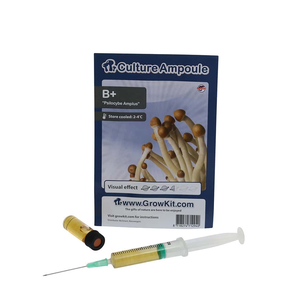 B+ Sporenspuit (Psilocybe Amplus) - Afbeelding 2