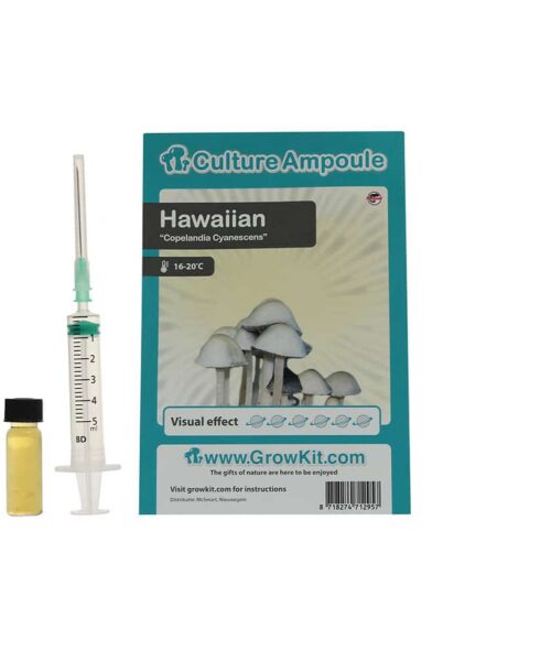Hawaiian Sporenspuit (Copelandia Cyanescens)