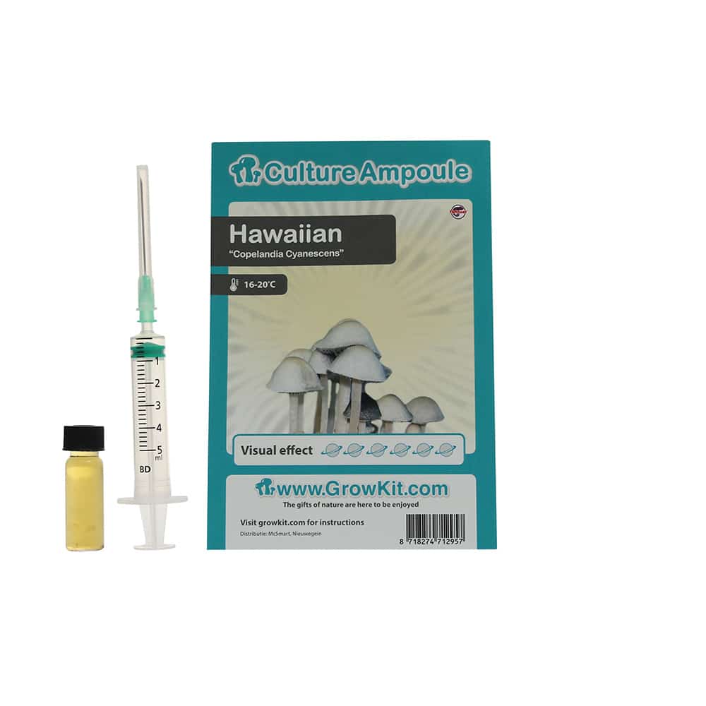 Hawaiian Sporenspuit (Copelandia Cyanescens)
