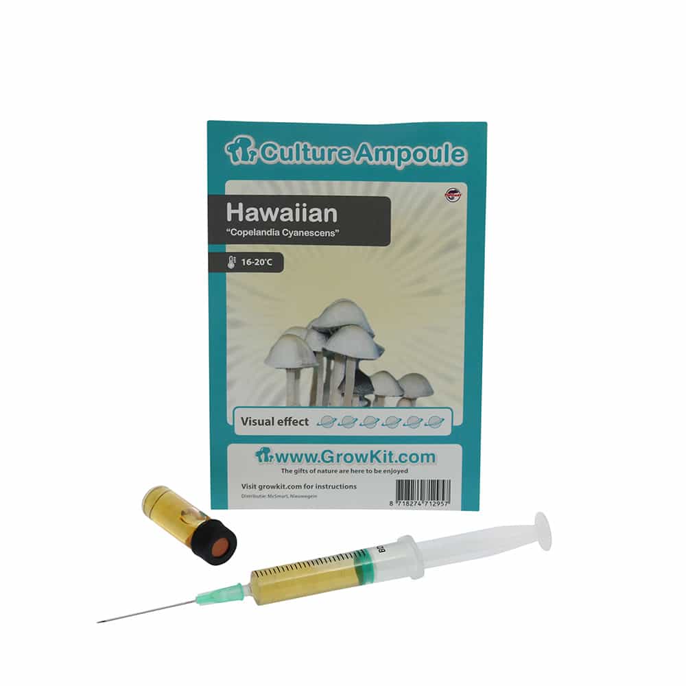 Hawaiian Sporenspuit (Copelandia Cyanescens) - Afbeelding 6