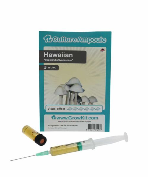 Alternatieve kijk op Hawaiian Sporenspuit (Copelandia Cyanescens)