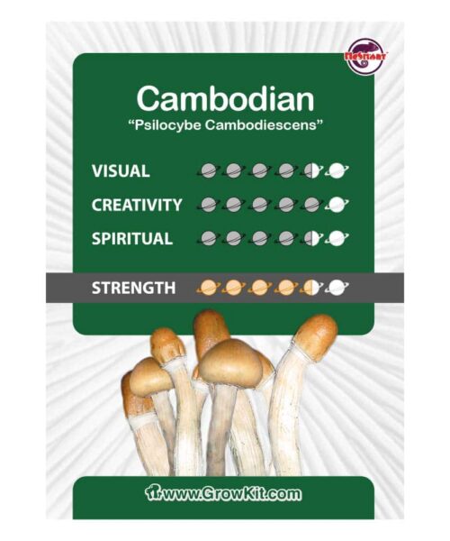 Alternatieve kijk op Cambodian Paddo’s Kweekset