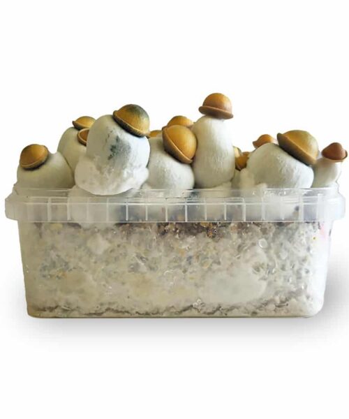 Alternatieve kijk op Marshmallow Shrooms Growkit