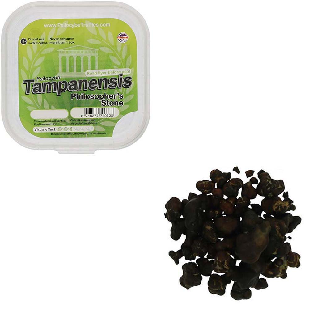 Tampanensis Magic Truffels - Afbeelding 20