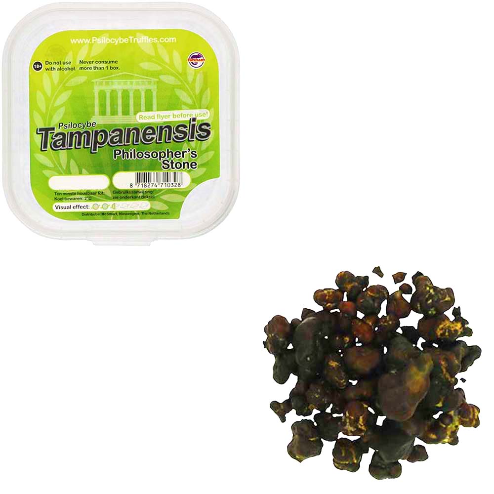 Tampanensis Magic Truffels - Afbeelding 5