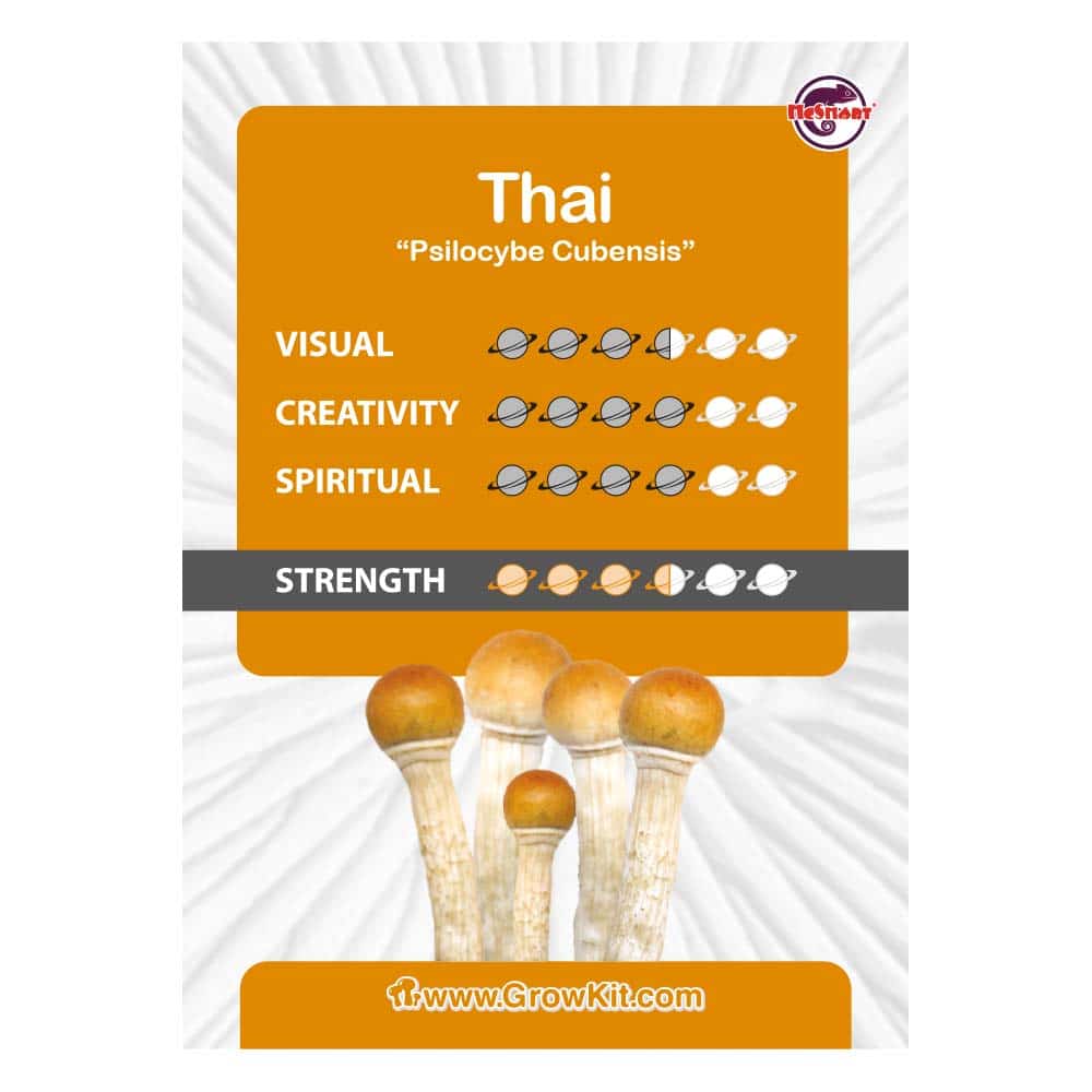 Thai Paddo’s Kweekset - Afbeelding 2